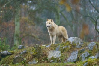 A wolf stands in the rain on a moss-covered rock in a forest scene, Arctic wolf (Canis lupus