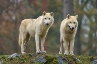 Two white wolves standing next to each other in the rain on rocky ground in the forest, Arctic wolf