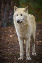 An attentive wolf stands on leafy ground in autumn forest, Arctic wolf (Canis lupus arctos),
