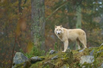 Wolf standing majestically in the rain on rocks in a misty forest, Arctic wolf (Canis lupus