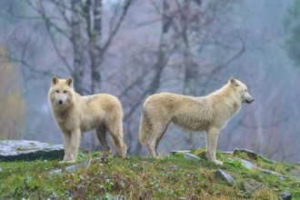 Two white wolves standing in the forest in the rain, surrounded by autumn colours and wet stones,