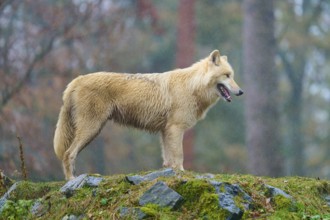 A wolf stands confidently in the rain on a moss-covered rock in the forest, Arctic wolf (Canis