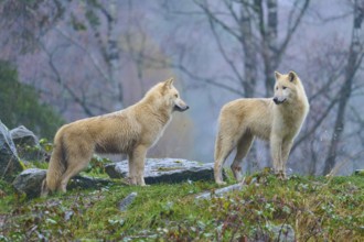 Two wolves standing sideways on rocks in the rain, surrounded by autumn trees, Arctic wolf (Canis