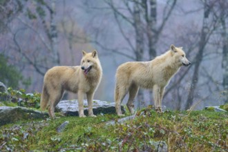 Two wolves standing next to each other in the rain, one looking over his shoulder into autumnal