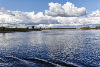 Bank of the Elbe, river landscape, Bleckede, Lüchow-Dannenberg, Wendland, Elbe floodplain, Germany