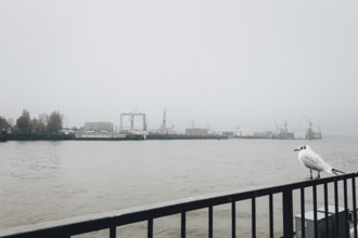 Cloudy morning mood with seagull at the piers, St. Pauli, Hamburg, Germany
