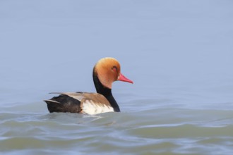 Red-crested pochard (Netta rufina), male, swimming in water, wildlife, animals, duck, Ziggsee, Lake
