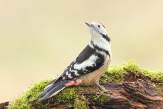 Middle spotted woodpecker (Dendrocopos medius), male sitting on an old branch overgrown with moss,