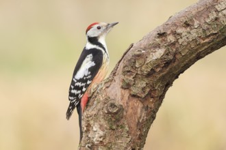 Middle spotted woodpecker (Dendrocopos medius), male sitting on an old branch, wildlife, animals,