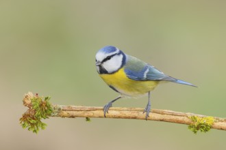 Blue tit (Parus caeruleus), sitting on a branch covered with moss, wildlife, animals, birds, tits,