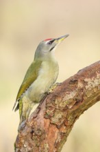 Grey-headed Woodpecker (Picus canus), male sitting on an old branch, Wildlife, Animals, Birds,