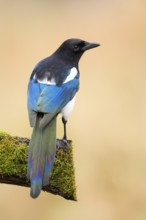Magpie, (Pica pica) sitting on a moss-covered branch with contrasting blue, black and white
