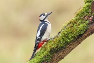 Great spotted woodpecker (Dendrocopus major), male sitting on an old branch overgrown with moss,