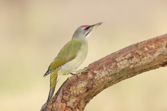Grey-headed Woodpecker (Picus canus), male sitting on an old branch, Wildlife, Animals, Birds,