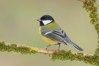 Great Tit (Parus major), sitting on a branch overgrown with moss and lichen, Wildlife, Animals,