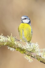 Blue tit (Parus caeruleus), sitting on a branch overgrown with moss and lichen, Wildlife, Animals,