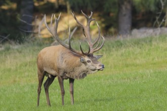 Red deer (Cervus elaphus) capital stag in a forest clearing during the rutting season, wildlife,