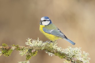 Blue tit (Parus caeruleus), sitting on a branch overgrown with moss and lichen, Wildlife, Animals,