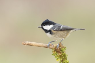 Fir tit (Periparus ater), sitting on a branch covered with moss, wildlife, animals, birds, tits,