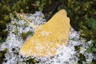 Ginkgo leaf with ice cream, winter, Germany