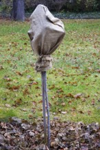 Frost protection for plants in the garden, winter, Germany
