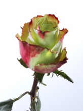 Hybrid rose (Rosa hybrida)