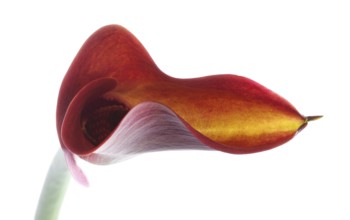 Pink Calla, Rehmann Calla (Zantedeschia rehmannii)