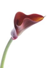 Pink Calla, Rehmann Calla (Zantedeschia rehmannii)