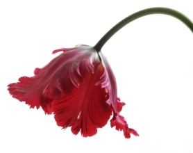 Garden tulip, Gesner's tulip, parrot tulip (Tulipa gesneriana)
