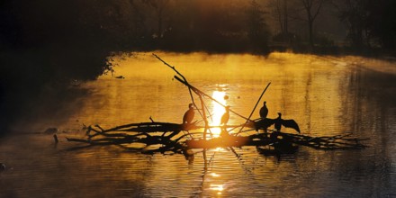Atmospheric sunrise over the Lippe river in autumn with cormorants, Lippeaue, Lippstadt, North