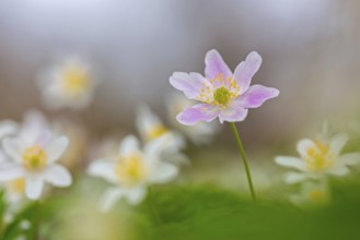 Pink wood anemone among colonial growth of white anemones / European thimbleweed (Anemone nemorosa)