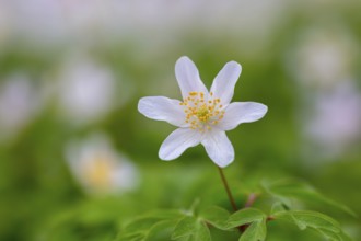 Wood anemone / European thimbleweed (Anemone nemorosa) close-up of white flower showing yellow