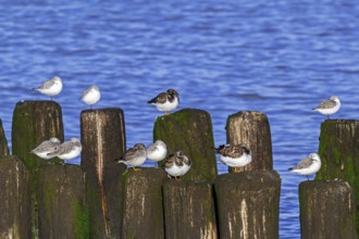 Sanderlings, ruddy turnstones and purple sandpiper in winter plumage resting on wooden breakwater,