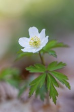 Wood anemone / European thimbleweed (Anemone nemorosa) close-up of white flower showing yellow