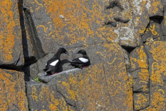 Black guillemot / tystie (Cepphus grylle) pair in breeding plumage resting on rock ledge in sea