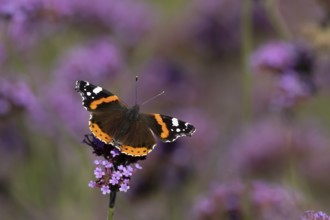 Red admiral butterfly (Vanessa atalanta) adult insect feeding on garden purple Verbena flowers in