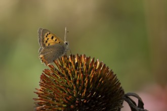 Small copper butterfly (Lycaena phlaeas) adult insect on a Coneflower (Echinacea purpurea) plant