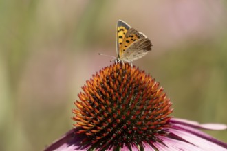 Small copper butterfly (Lycaena phlaeas) adult insect feeding on a Coneflower (Echinacea purpurea)