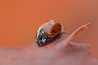 Seven-spot ladybird (Coccinella septempunctata) adult insect on a fallen red tree leaf in autumn,