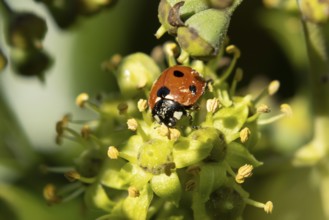 Seven-spot ladybird (Coccinella septempunctata) adult insect on an Ivy plant flower in summer,