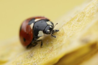 Seven-spot ladybird (Coccinella septempunctata) adult insect on a fallen yellow tree leaf in