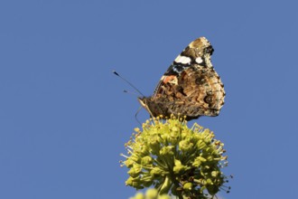 Red admiral butterfly (Vanessa atalanta) adult insect feeding on Ivy flowers in the summer,