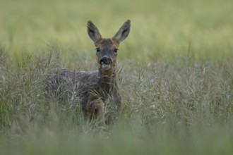 Roe deer (Capreolus capreolus) adult animal female doe in a farmland cereal field in summer,