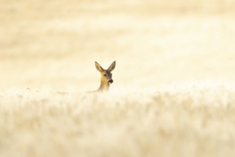 Roe deer (Capreolus capreolus) adult animal female doe in a farmland barley field in summer,