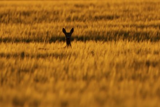 Roe deer (Capreolus capreolus) silhouette of an adult animal female doe in a farmland barley field