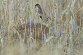 European brown hare (Lepus europaeus) adult animal feeding on a wheat sheath in a farmland field in