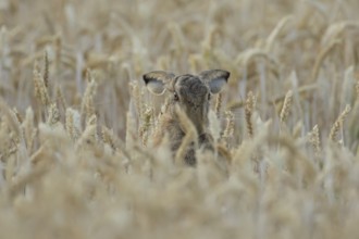 European brown hare (Lepus europaeus) adult animal in a farmland wheat field in summer, England,