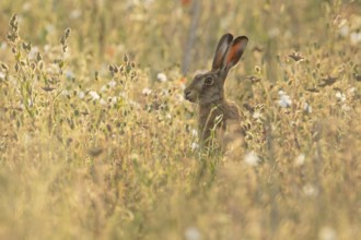 European brown hare (Lepus europaeus) adult animal amongst wildflowers in a farmland field in