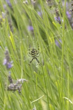 Wasp spider (Argiope bruennichi) adult in its web amongst lavender plants in the summer, England,