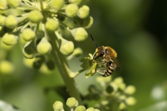 Ivy bee (Colletes hederae) adult insect feeding on Ivy flowers in the summer, England, United